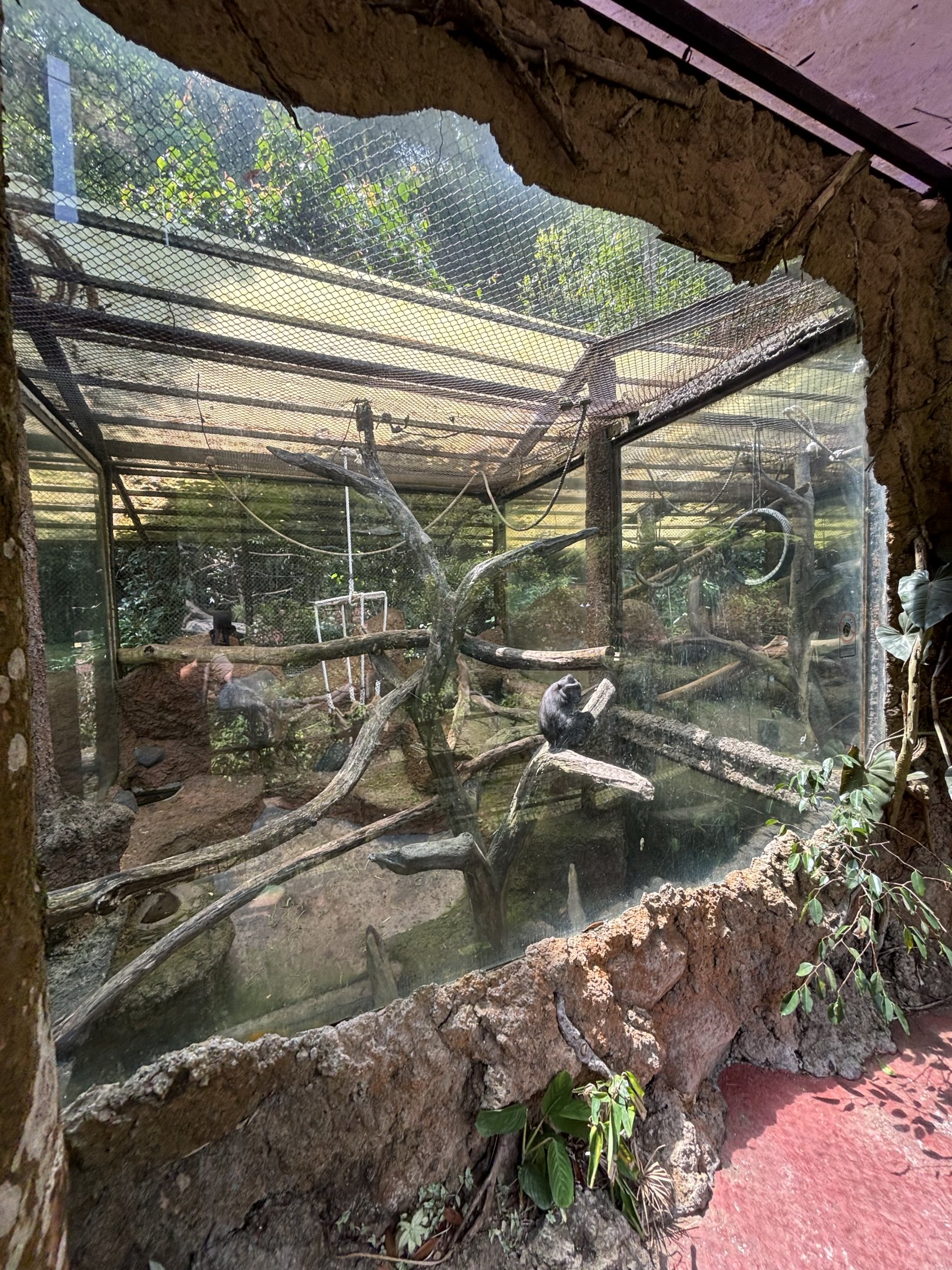 Sulawesi Crested Macaque Exhibit