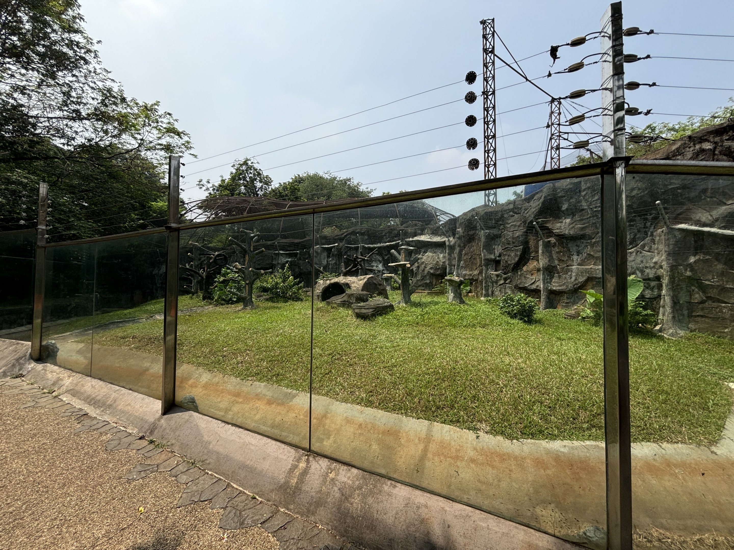 Sulawesi Crested Macaque Exhibit