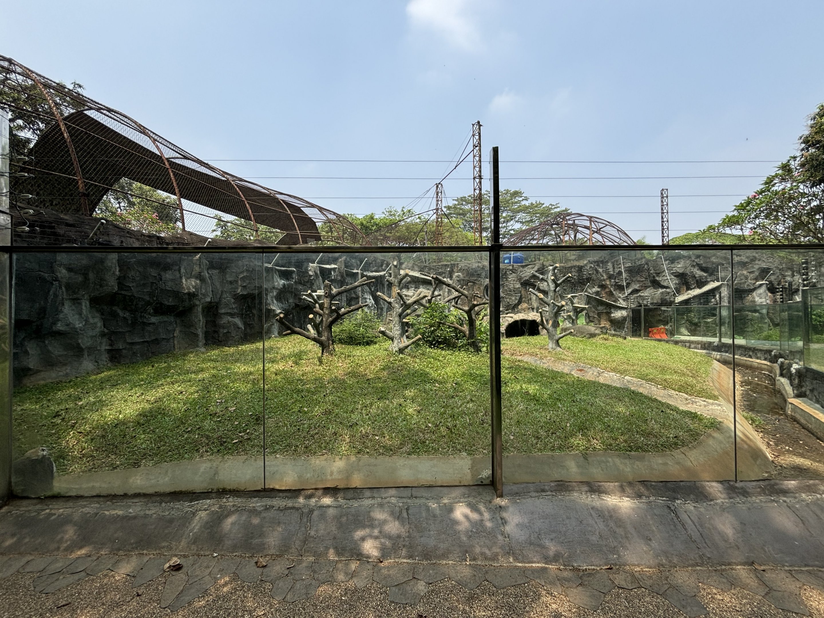 Sulawesi Crested Macaque Exhibit
