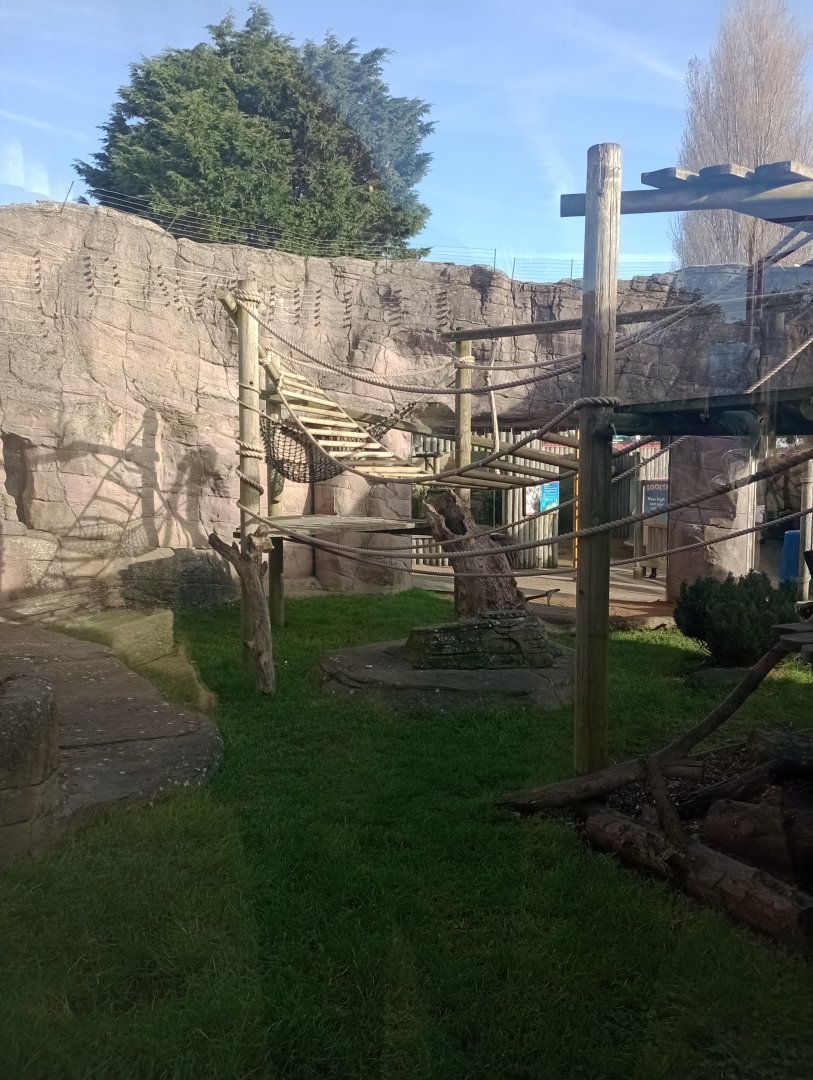 Sulawesi crested macaque exhibit