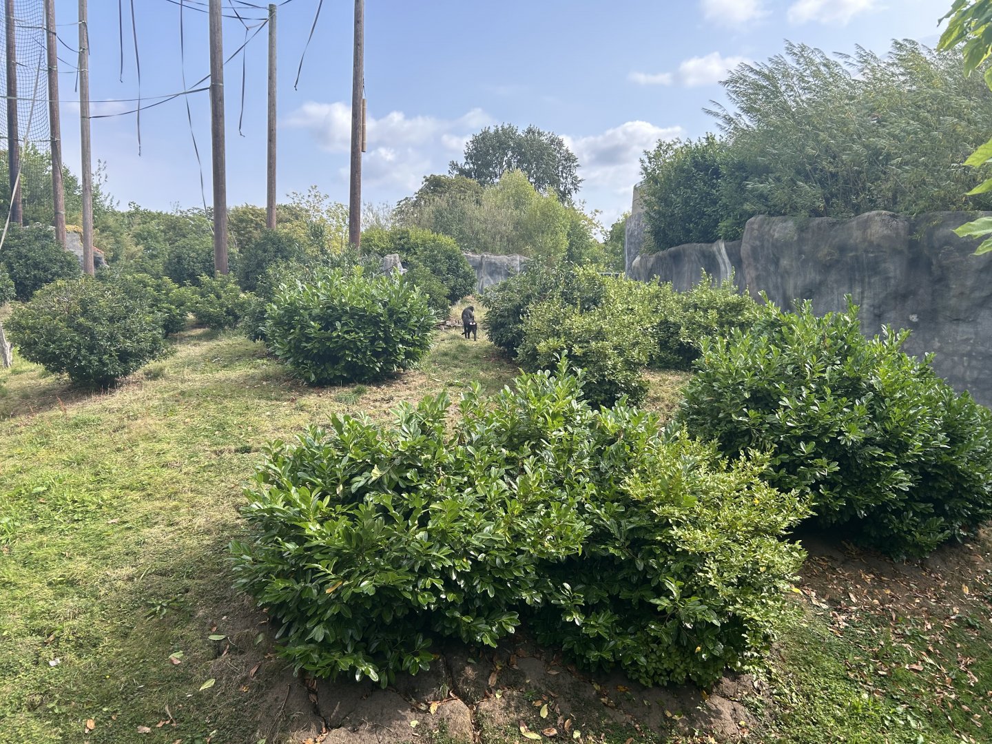 Sulawesi Crested Macaque Exhibit