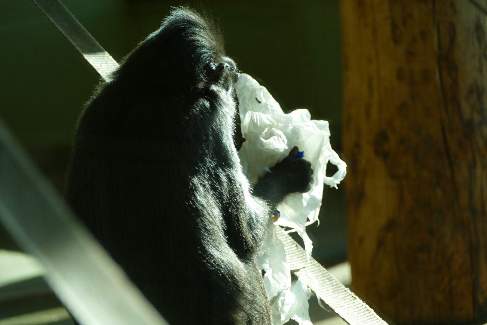 Sulawesi crested macaque, February 2018