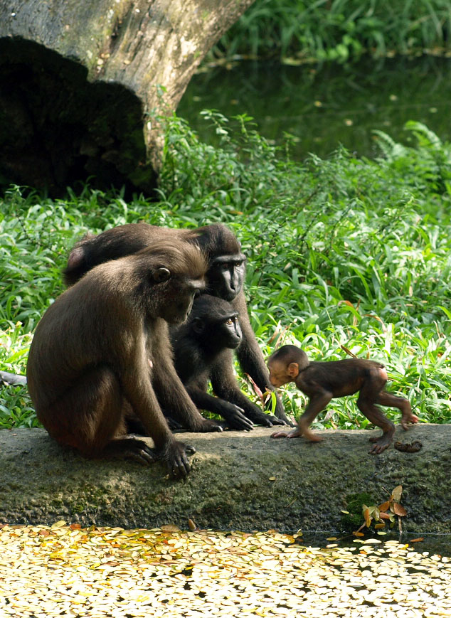 Sulawesi Crested macaque group and infant