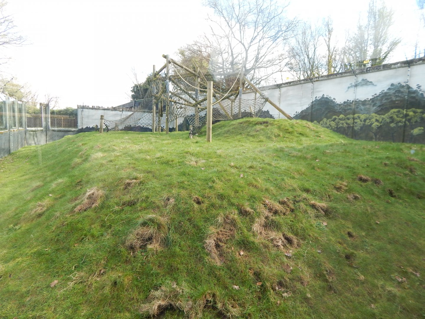 Sulawesi crested macaque habitat 040324