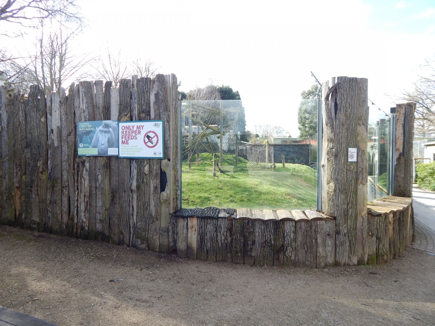 Sulawesi crested macaque habitat 040324