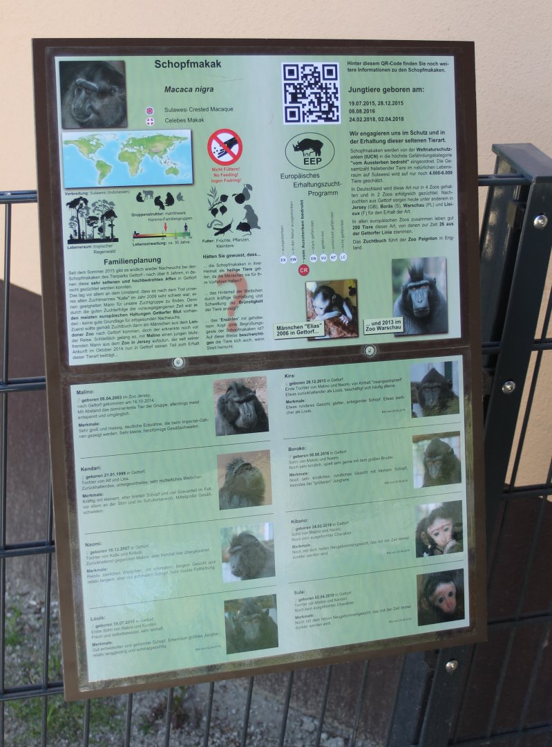 Sulawesi crested macaque ID's