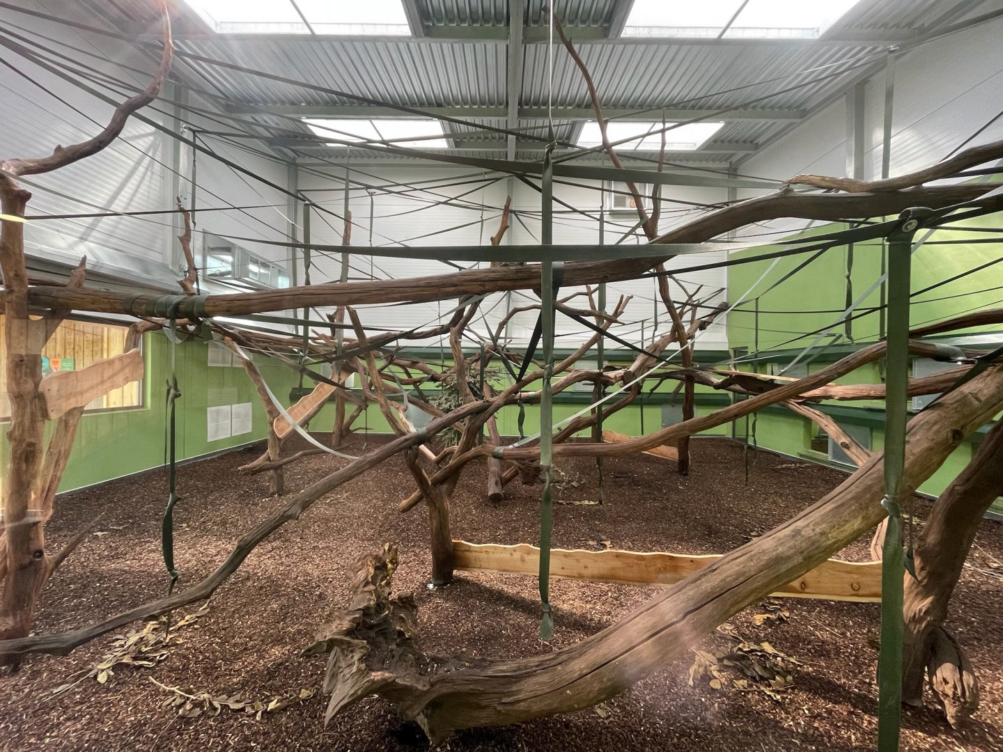 Sulawesi crested Macaque Indoor Area