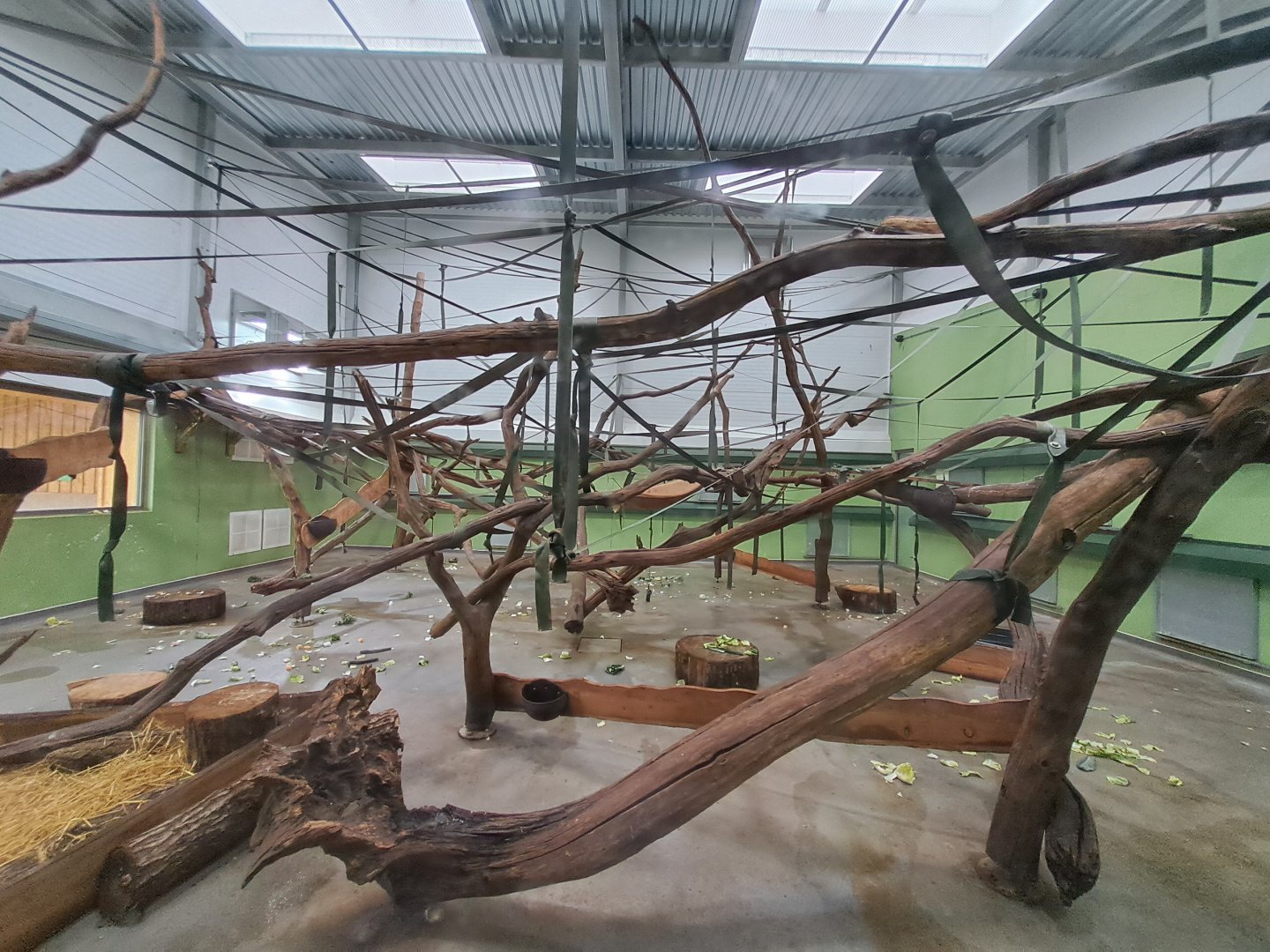 Sulawesi Crested Macaque indoor enclosure- 21/9/2024
