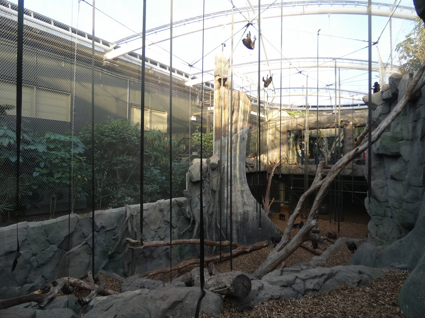 Sulawesi Crested Macaque indoor enclosure