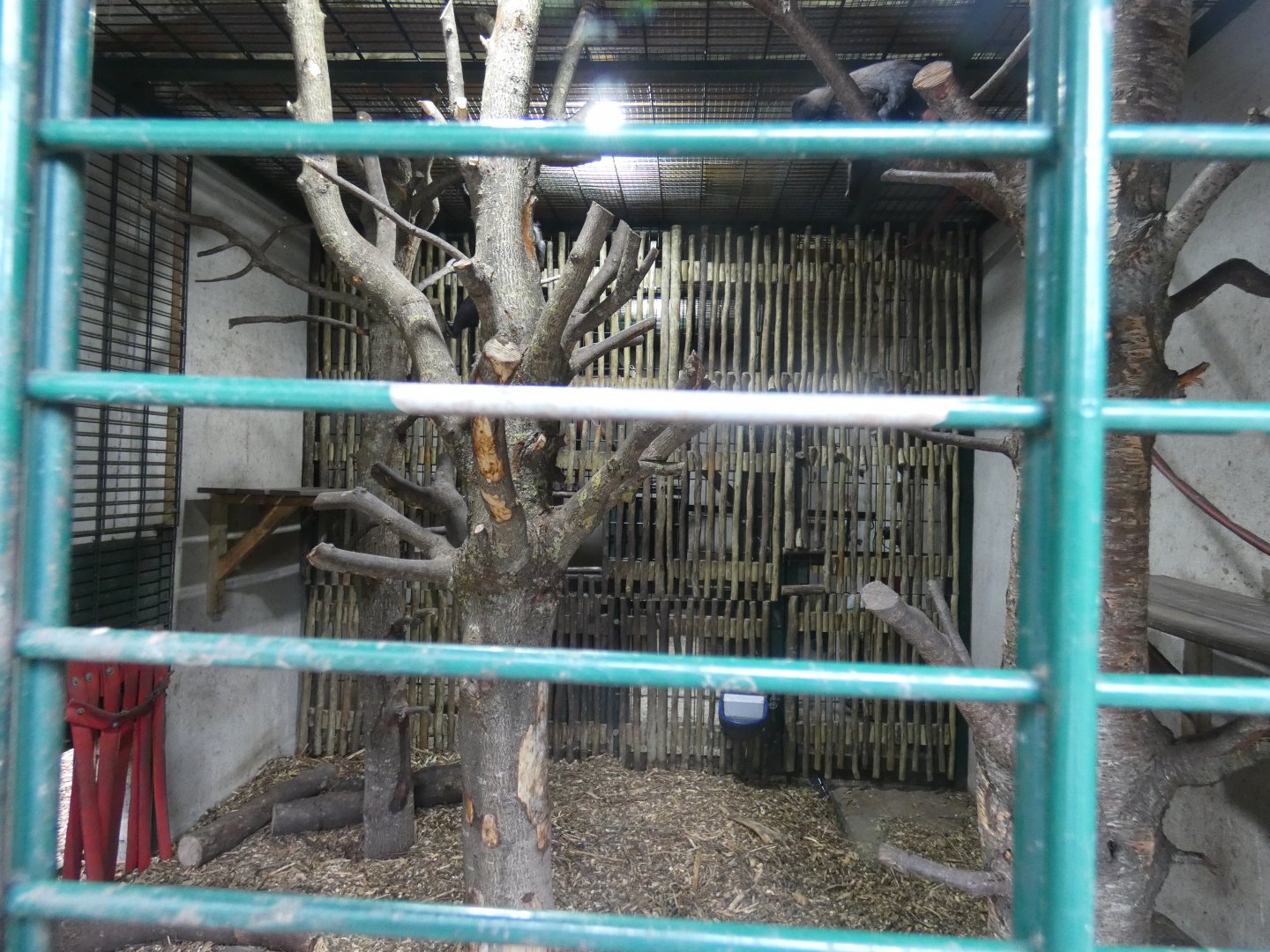 Sulawesi crested macaque indoor enclosure