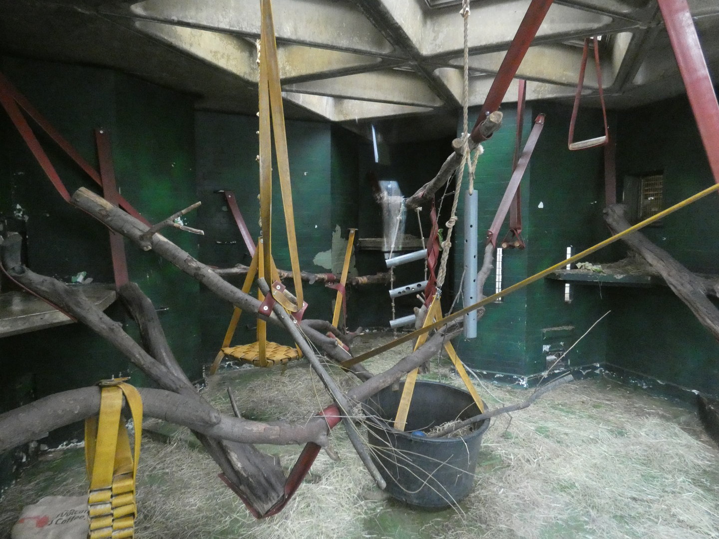 Sulawesi crested macaque indoor enclosure