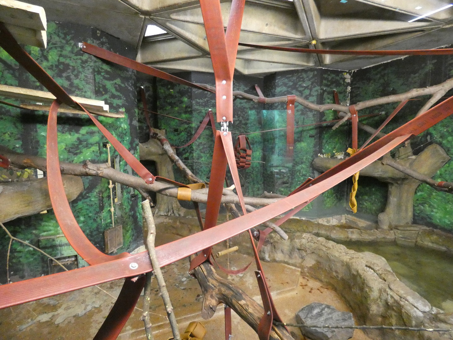 Sulawesi crested macaque indoor enclosure