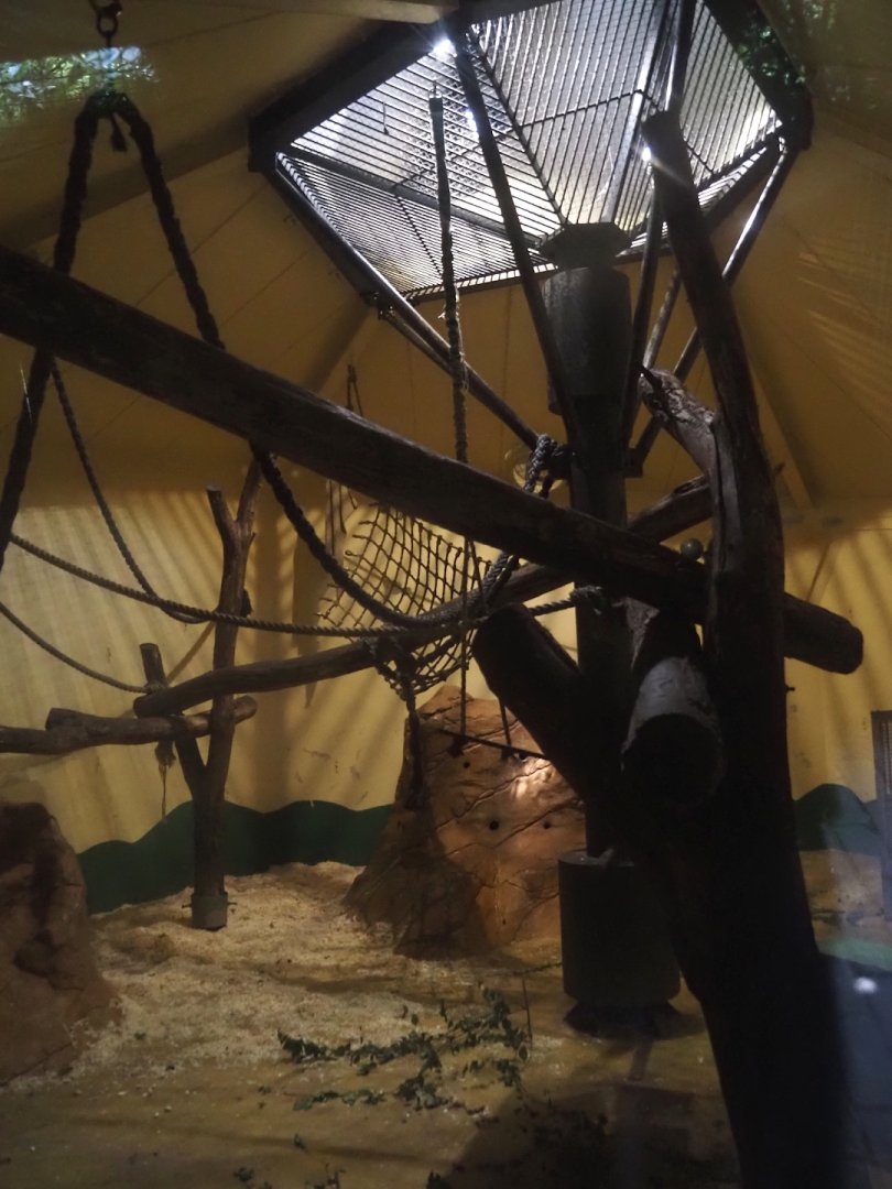 Sulawesi crested macaque indoor housing, 2024-06-30