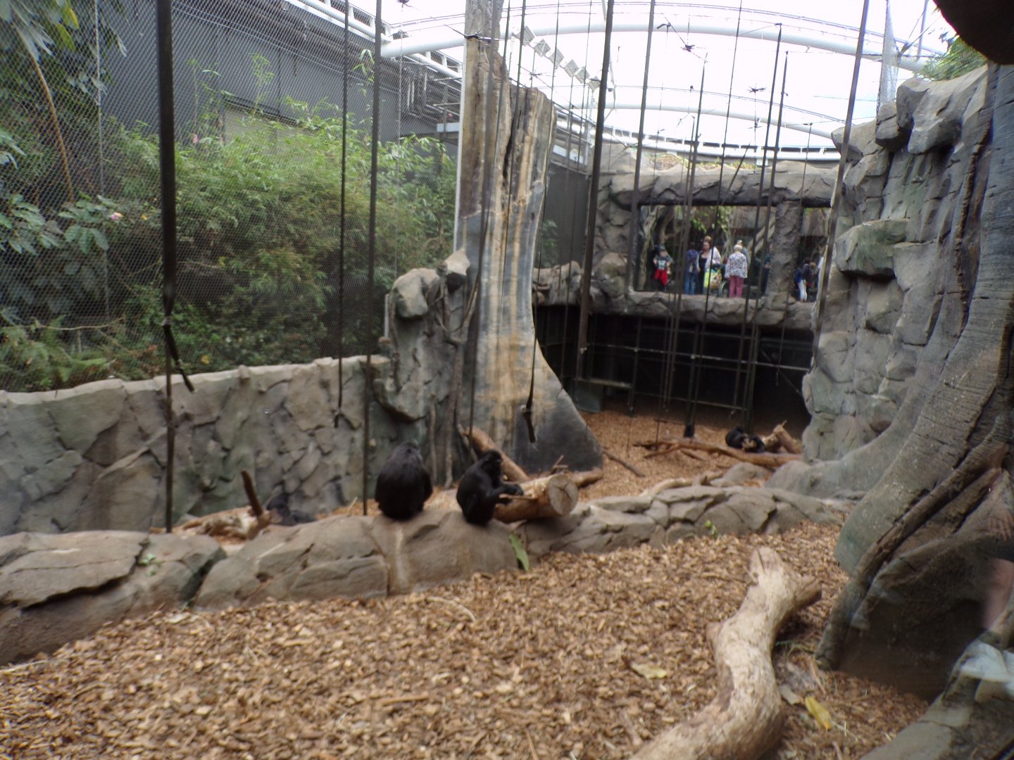 Sulawesi crested macaque indoors 29.6.24