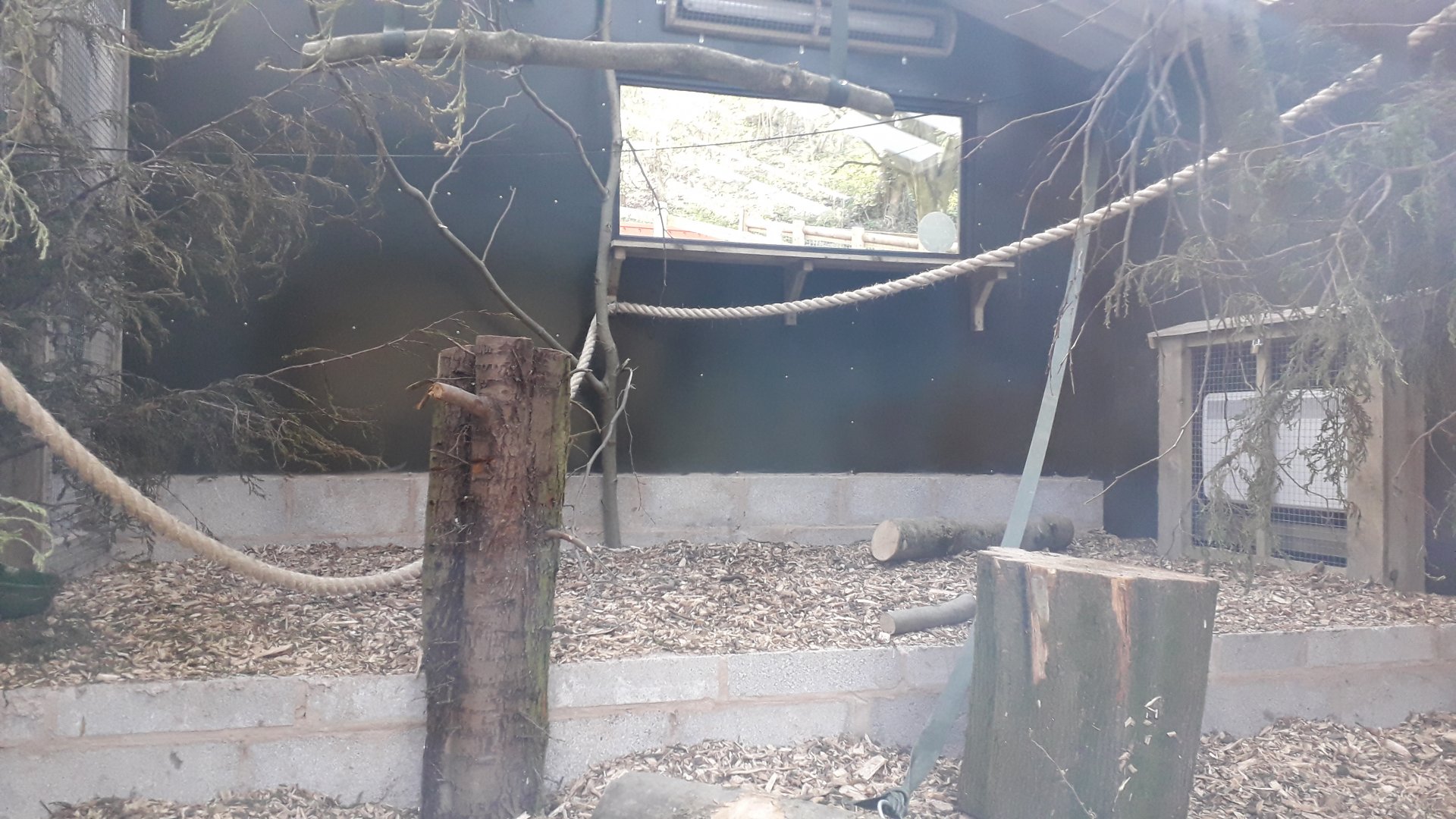 Sulawesi Crested Macaque Indoors