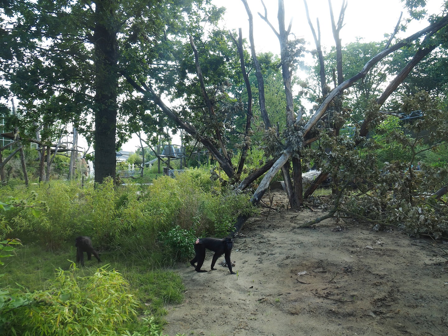 Sulawesi crested macaque island, 2023-07-26