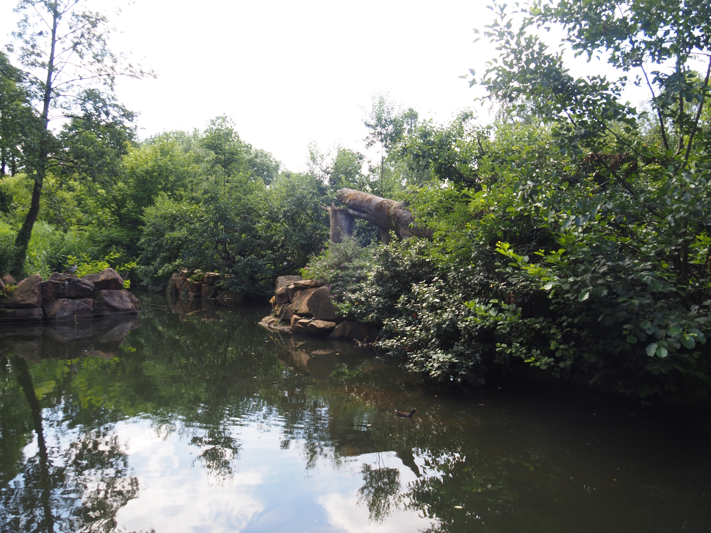 Sulawesi crested macaque island, 2024-06-30