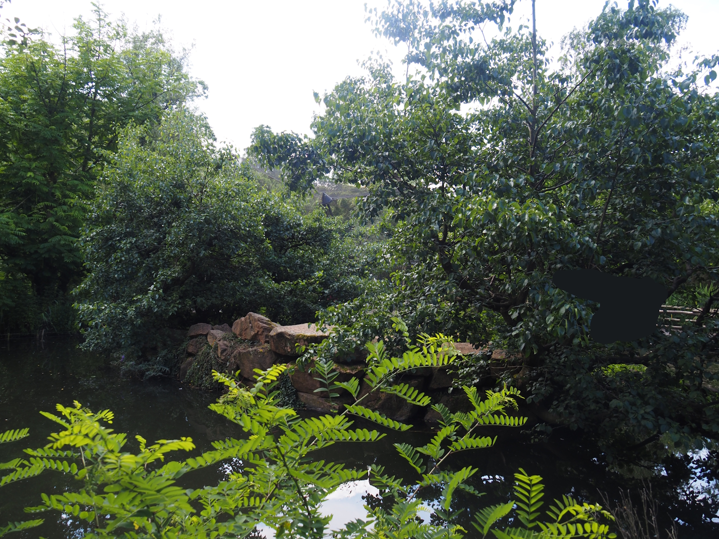 Sulawesi crested macaque island, 2024-06-30