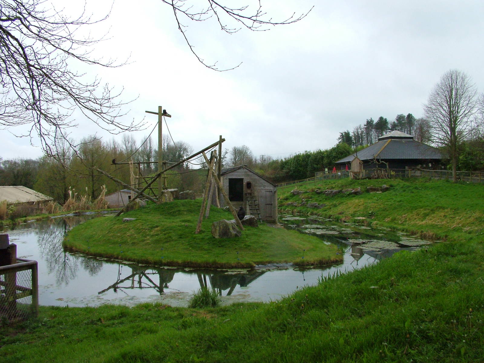 Sulawesi Crested Macaque island at Cricket St Thomas 10/04/09