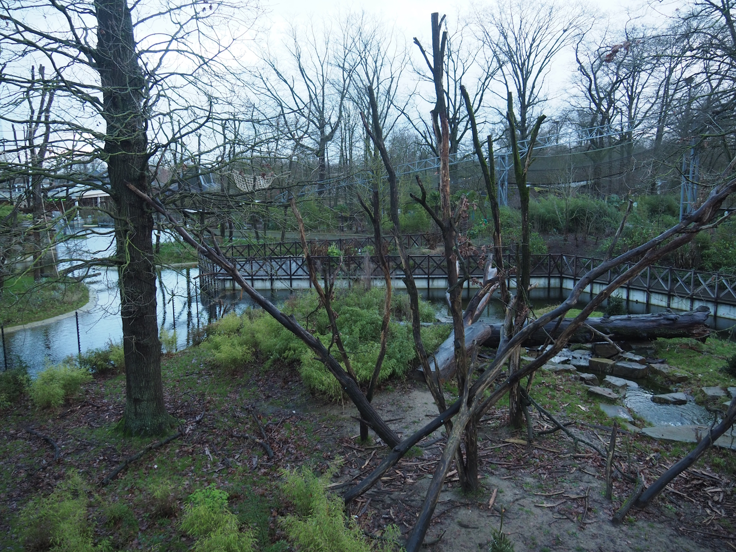 Sulawesi crested macaque island seen from the viewing area on top of the Sulawesi crested macaque house, 2024-01-01