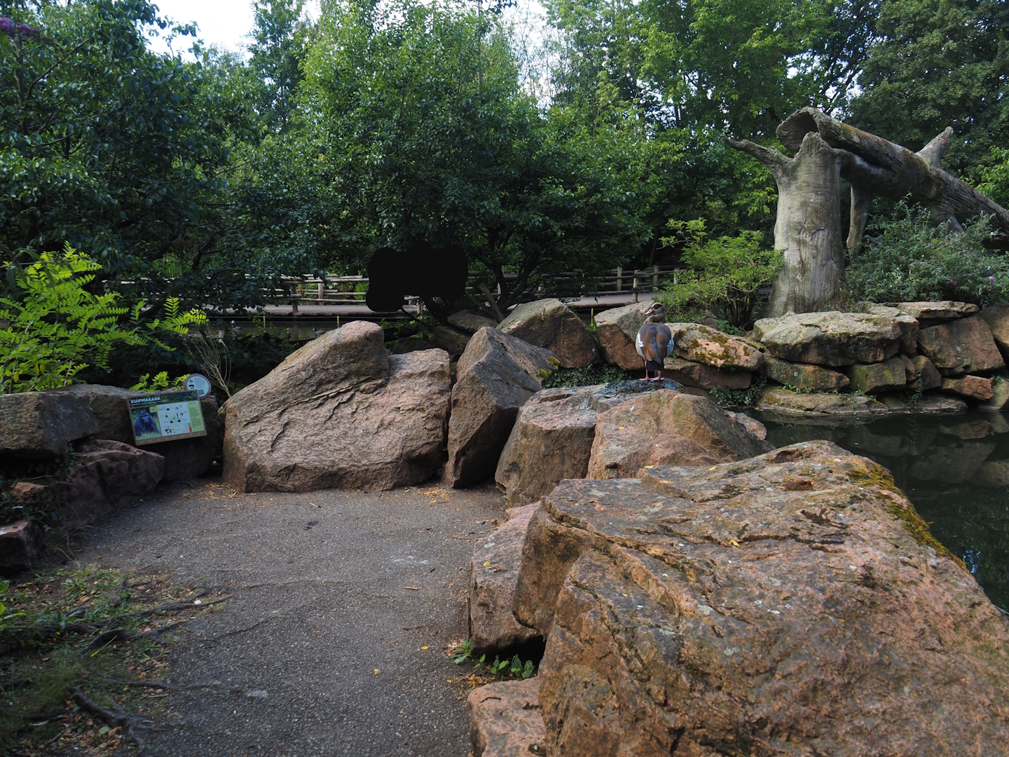 Sulawesi crested macaque island viewing area, 2024-06-30