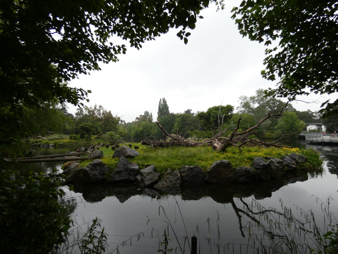 Sulawesi crested macaque island