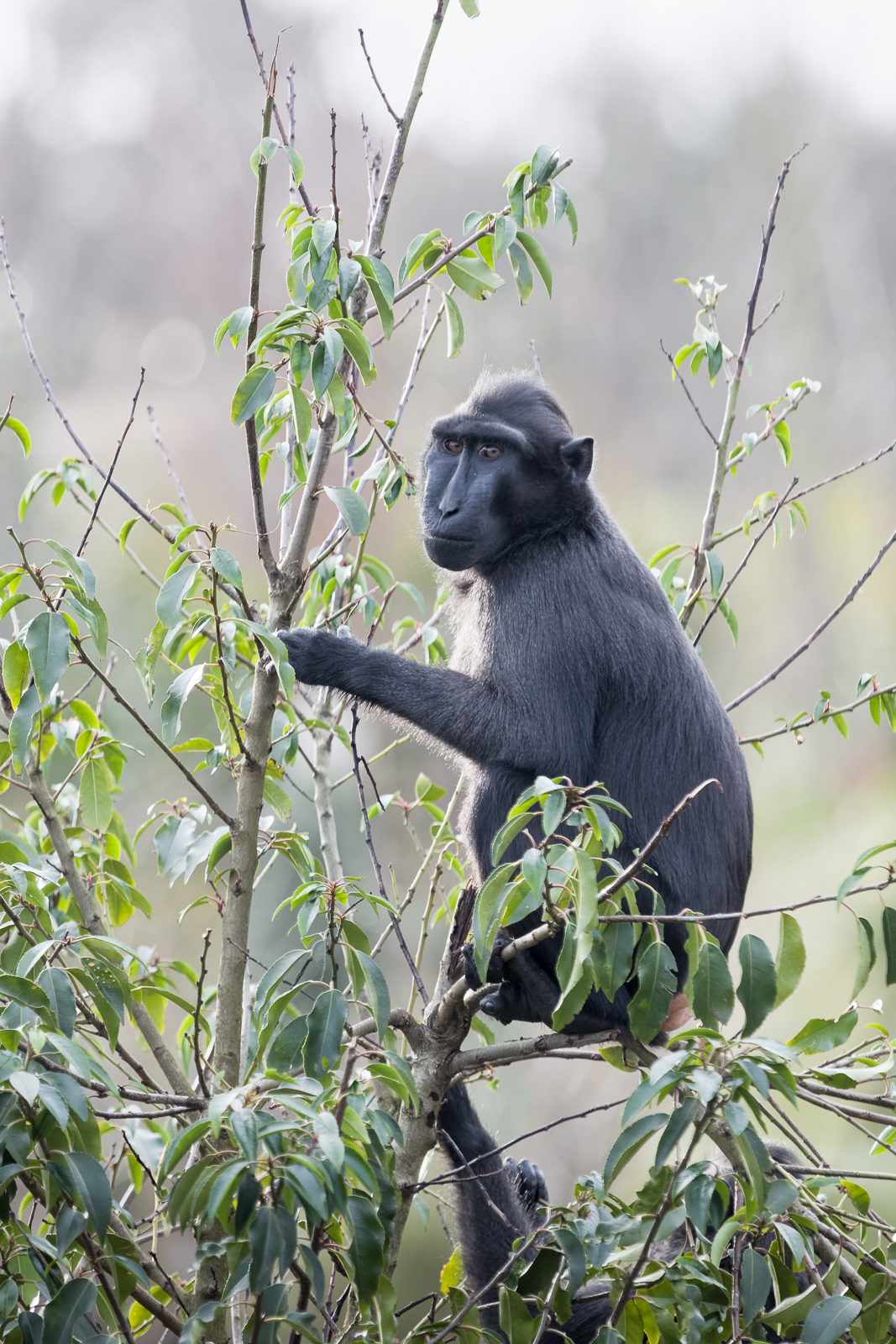 Sulawesi Crested Macaque - Islands - 23/01/2016