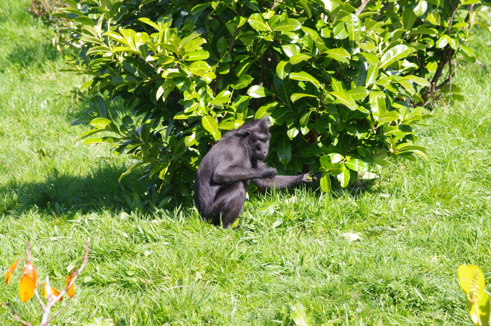 Sulawesi crested macaque- Islands- 4/4/2023