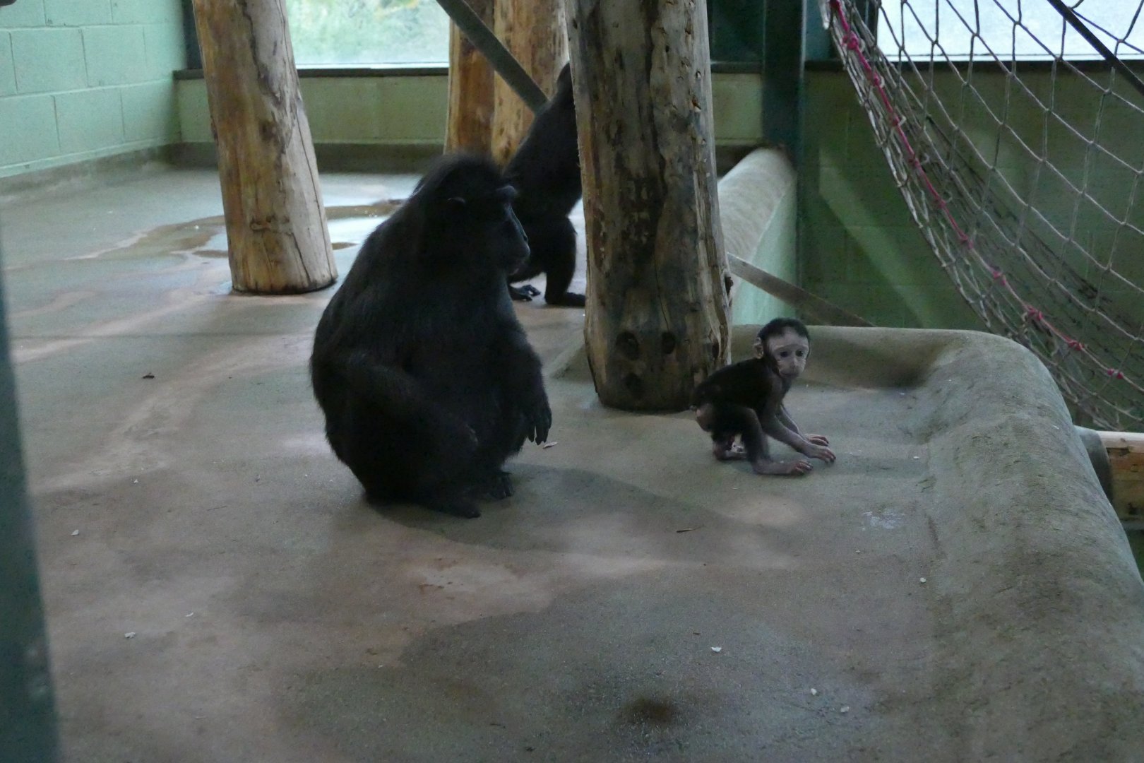 Sulawesi crested macaque, January 2018