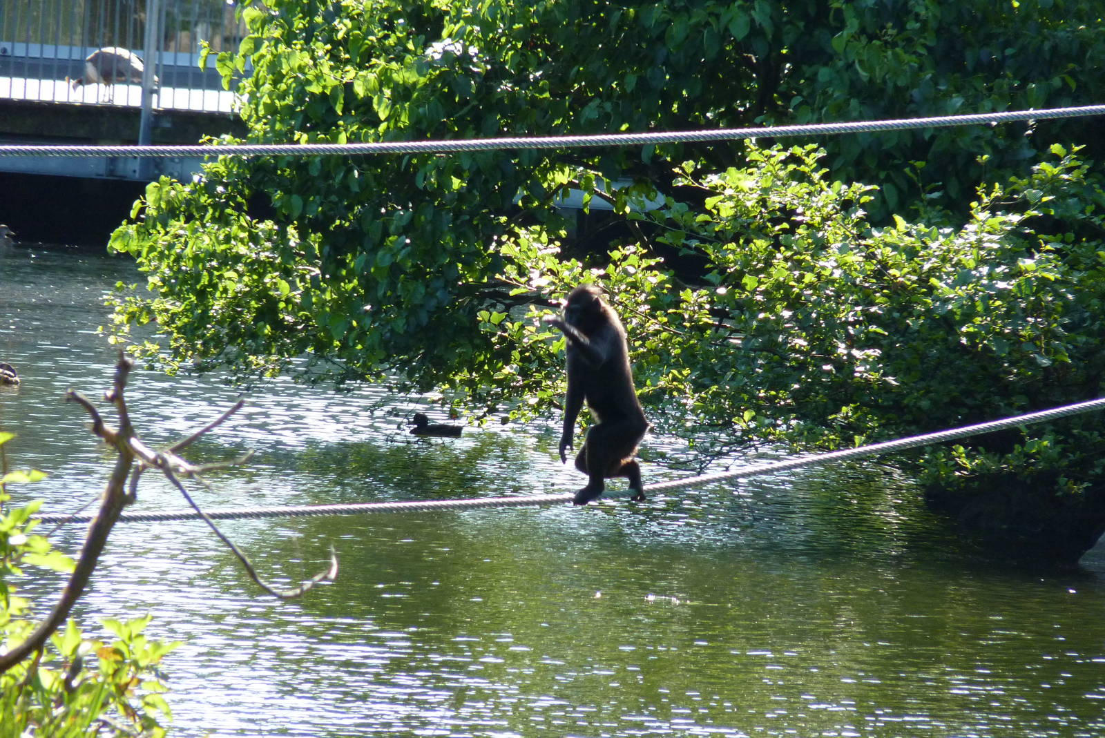 Sulawesi Crested Macaque, July 2016