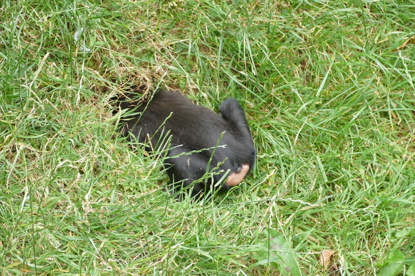 Sulawesi crested macaque, July 2018