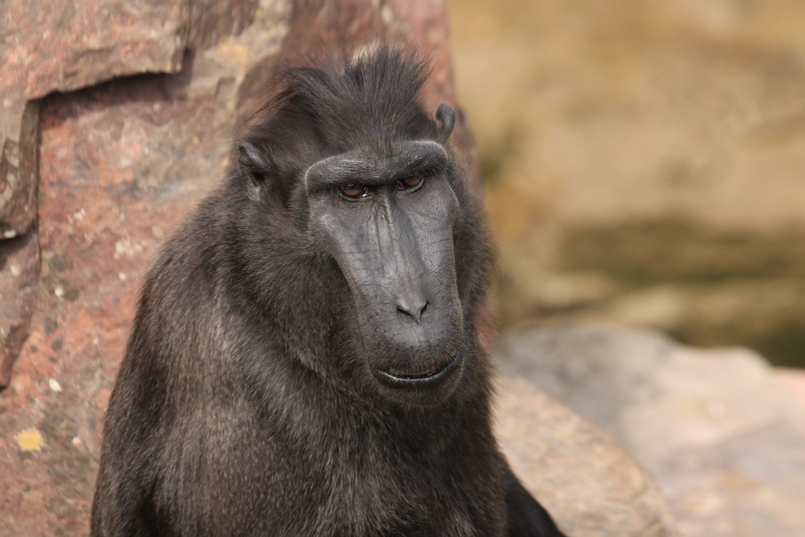 Sulawesi Crested Macaque (July 2019)
