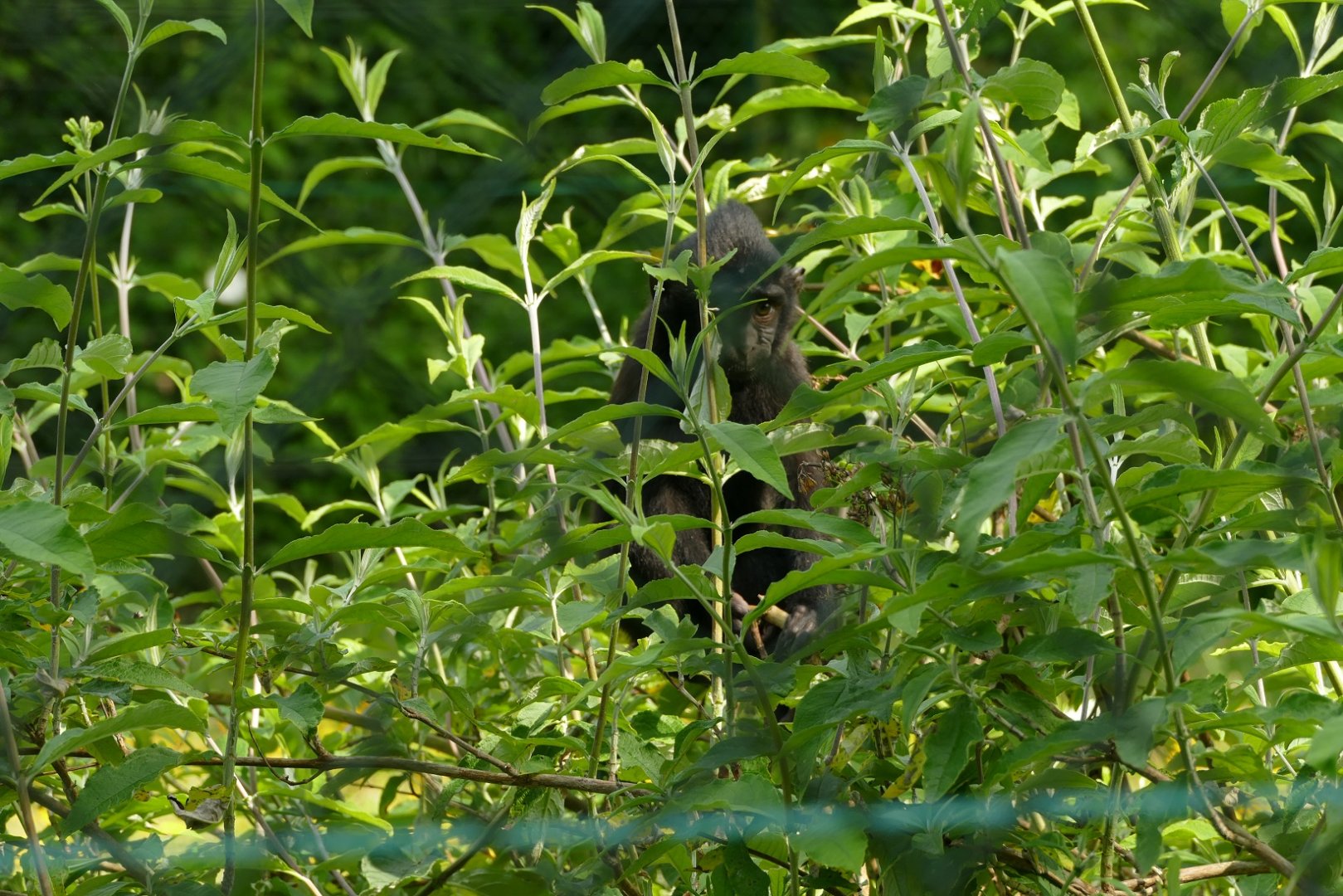 Sulawesi  crested macaque, July 2021