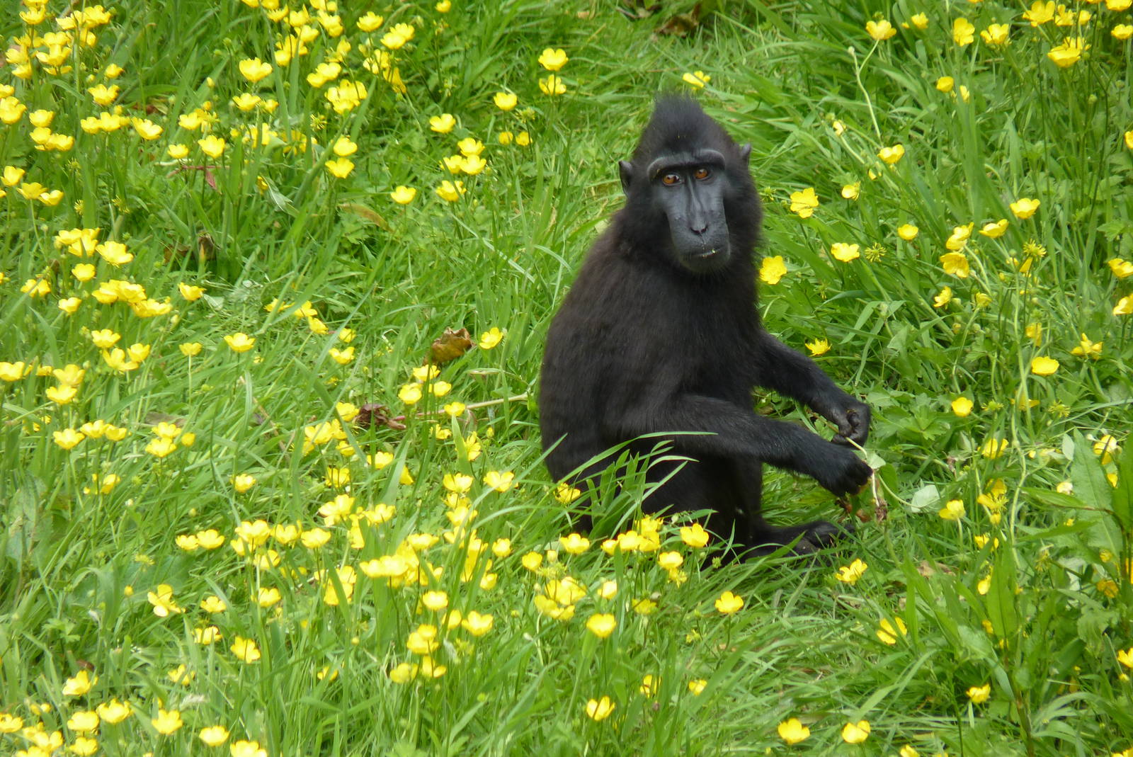 Sulawesi Crested Macaque, June 2016