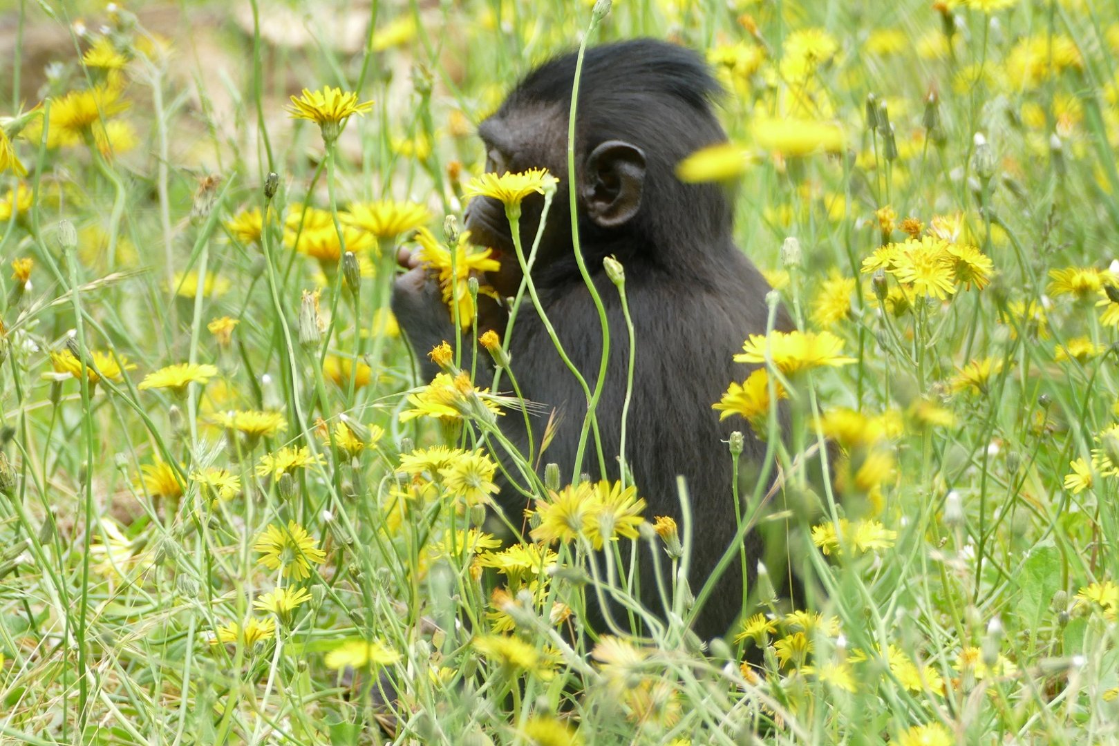 Sulawesi crested macaque, June 2018