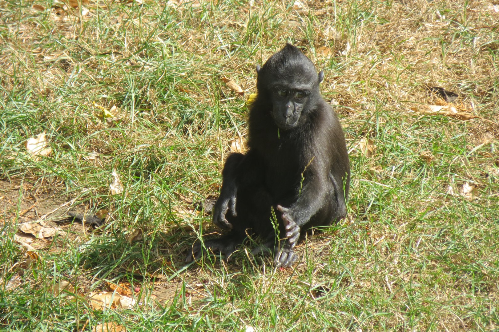 Sulawesi crested macaque juvenile 070819