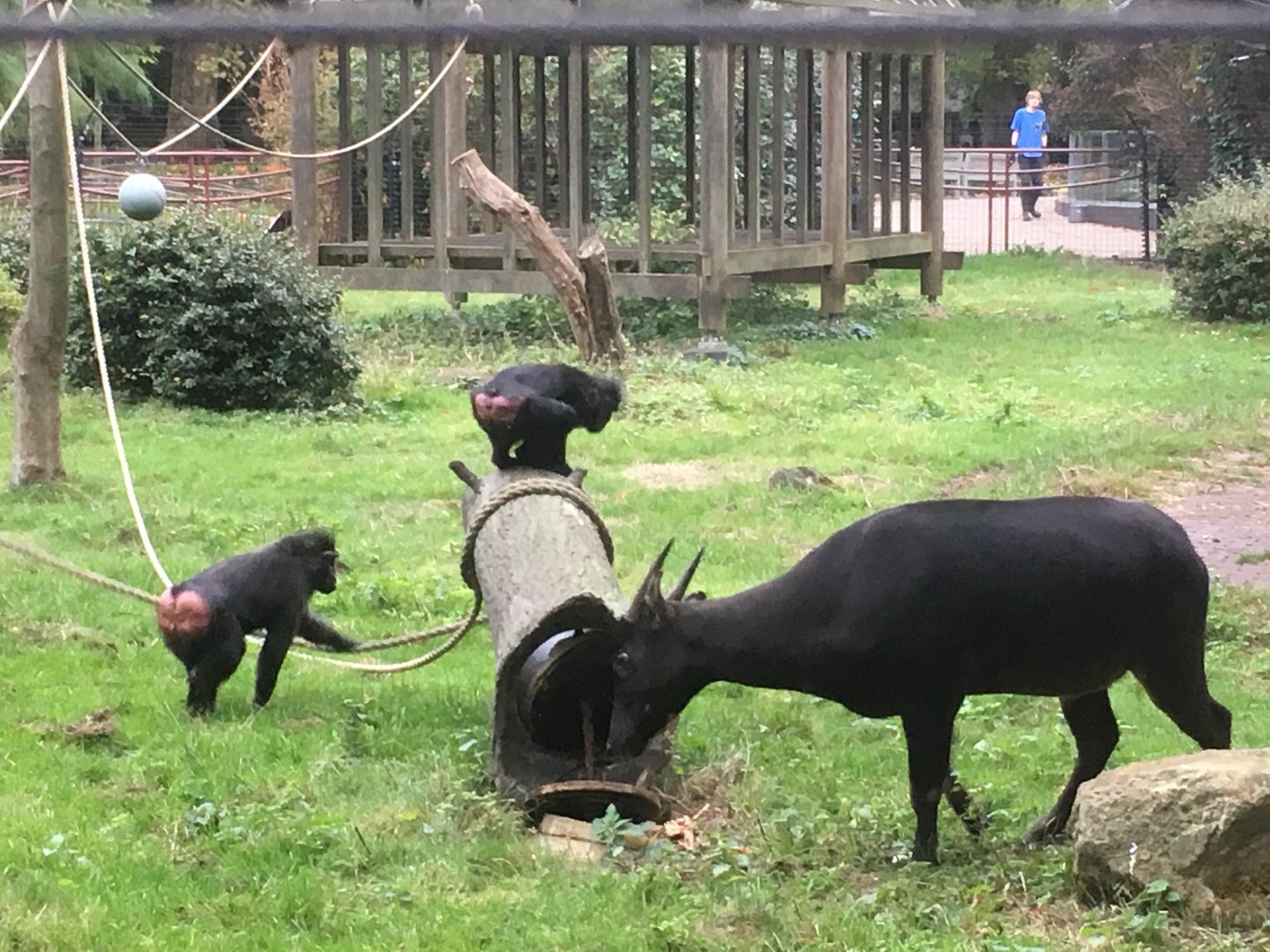 Sulawesi crested macaque & lowland anoa