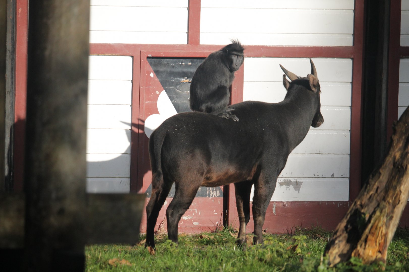Sulawesi crested macaque & lowland anoa