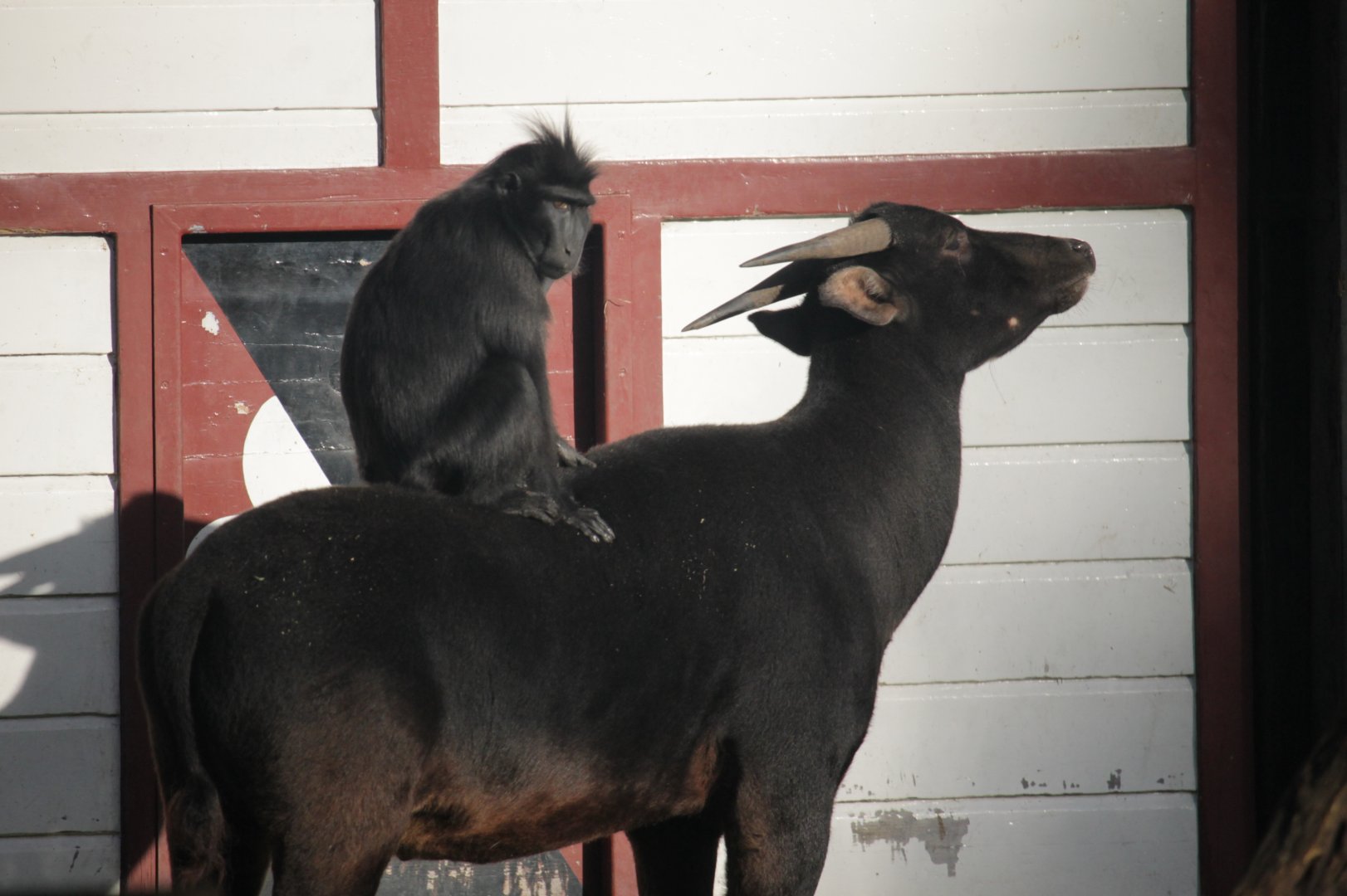 Sulawesi crested macaque & lowland anoa
