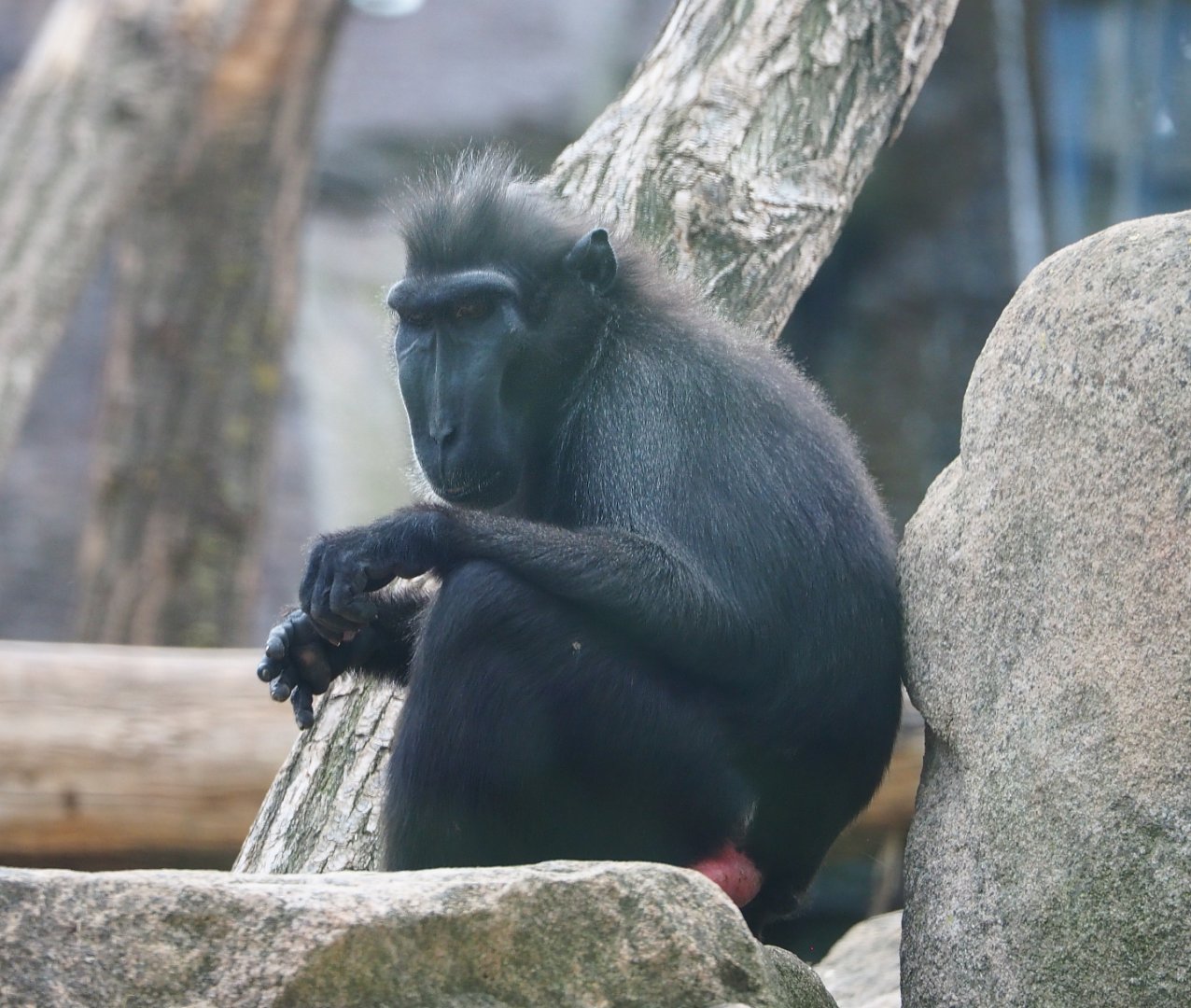 Sulawesi crested macaque (Macaca nigra), 2020-09-02