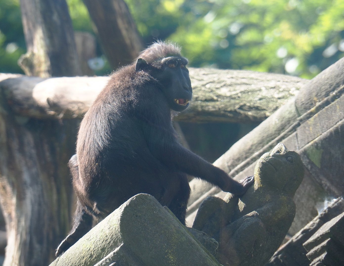 Sulawesi crested macaque (Macaca nigra), 2021-09-02