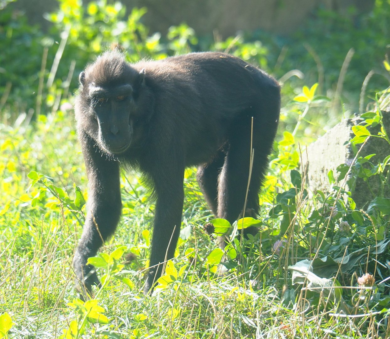 Sulawesi crested macaque (Macaca nigra), 2021-09-02
