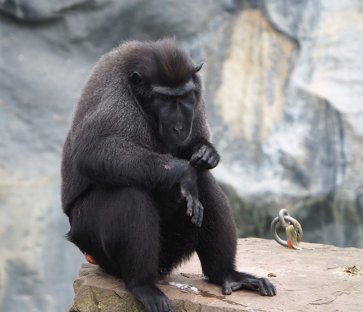 Sulawesi crested macaque (Macaca nigra), 2023-05-15