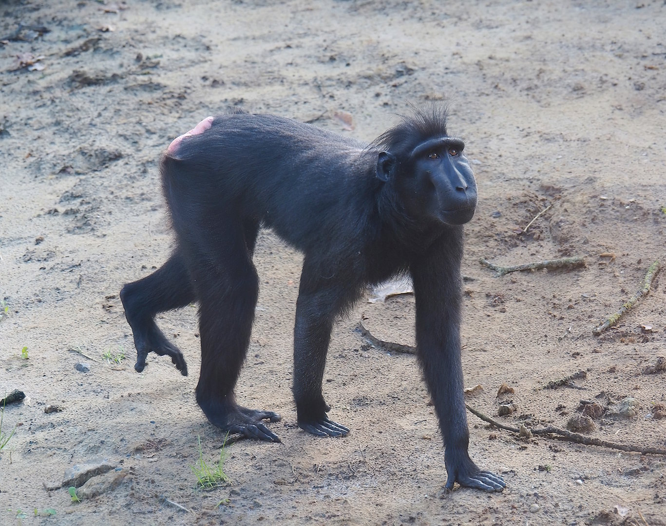 Sulawesi crested macaque (Macaca nigra), 2023-07-26