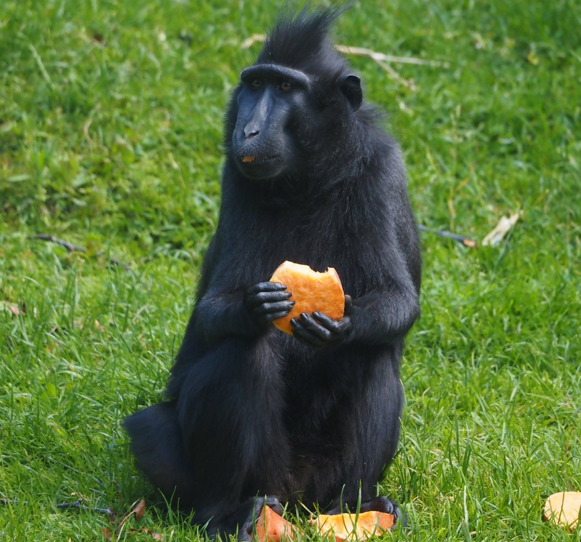 Sulawesi crested macaque (Macaca nigra), 2024-06-30