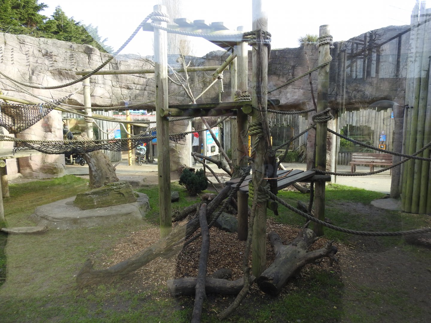 Sulawesi Crested Macaque (Macaca nigra) Enclosure