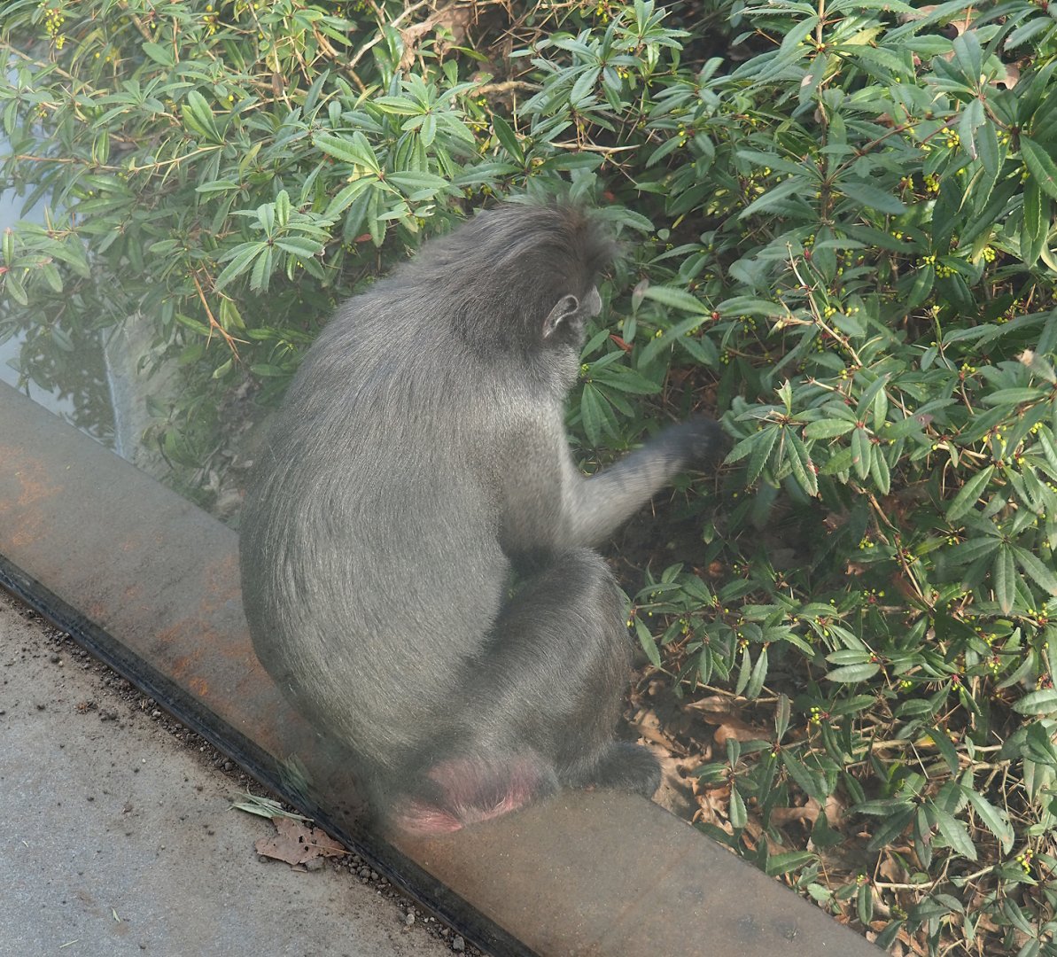 Sulawesi crested macaque (Macaca nigra) foraging in Berberis, 2024-03-04