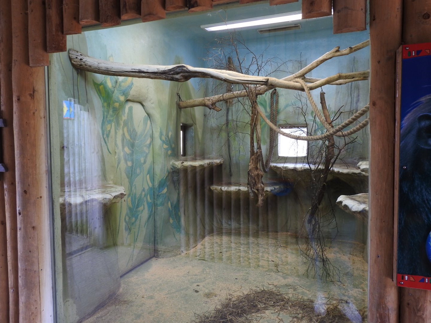 Sulawesi Crested Macaque (Macaca nigra) Indoor Enclosure