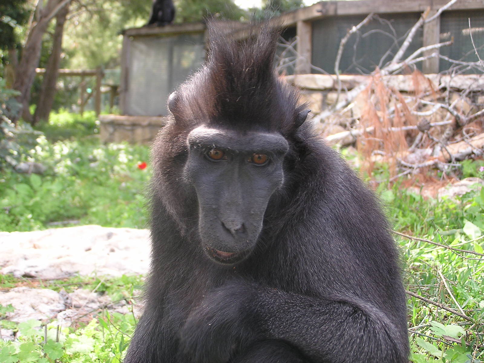 Sulawesi crested macaque/ Macaca nigra