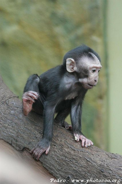 Sulawesi crested macaque (Macaca nigra)